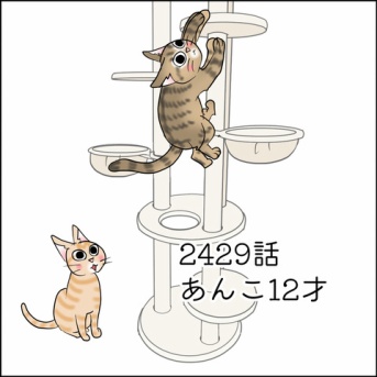 あんこ＆麦2501 あんこ12才
