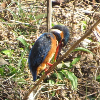 花鳥いろいろ 四季の野鳥