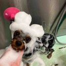 ヨーキー カット ヨシヅヤ名西 一木