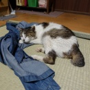 FIPのネコ　４００ＣＣの水を抜いて２ケ月ぶりに眠る