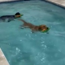 【海外の反応】犬用プールに到着した2匹のラブが大興奮　「レトリバーは回収してなんぼ」「K9アクアティクスセンターとか天才か」