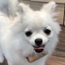 ポメチーちゃん