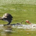 2026年5月14日の野鳥公園