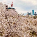 4月9日（木）の花🌸三昧•3…造幣局桜の通り抜け