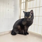 東京キャットガーディアンシェルター日記