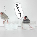 熱血先生による水浴びレッスンがおもしろい