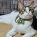蓮ダム