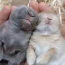 ふわふわになっていく