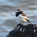 多摩川のセグロセキレイ　セグロセキレイ 011