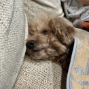 スーパーSALEポチ記録