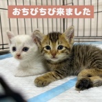 のっぴきならない。