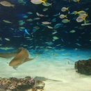 久しぶりにお友達とお出かけinサンシャイン水族館🐧✨