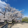 長野で4月の桜を見る