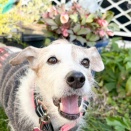 だんだんと春の装い