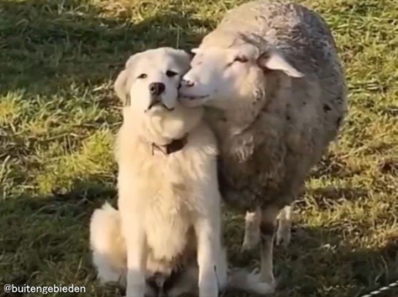 モテモテの牧羊犬が…羊に溺愛されて困惑する