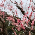 砧公園の梅