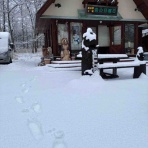 森の日曜日の看板犬もものblog