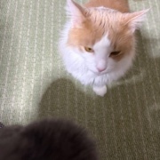 抱っこをしてほしくて順番待ちをする猫