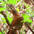 ガビチョウ＆キジ♀を撮る🐦🐦‍⬛（多々良沼公園）