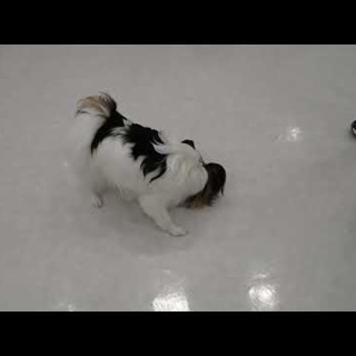 犬の幼稚園　アットホームblog