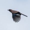 2026年10月4日の野鳥公園