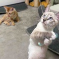 子猫とおもちゃの不思議　20260623