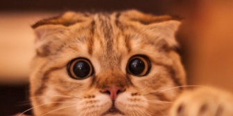 彼「…ごめんもう帰っていい？」私「え？どうして？夕食も予約してあるんだよ？」彼「…家に置いてきたタヌキ(猫の名前)が心配なんだ！友達と食べて！」