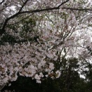 「今週の〇〇　4/6～12」