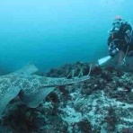 水先案内人の徒然日記