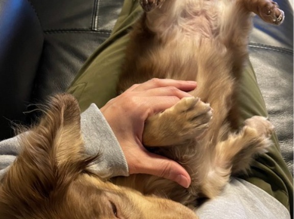 シェルターの卒業ダックスチーム💓💓💓💓💓