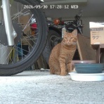 うちのとらまる