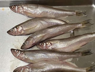 食わず嫌いとかではなくて純粋に皆が食べた事がない食物は？