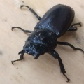 ブーコとオオチャバネセセリ