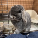 今年最後のうさぎ紹介！