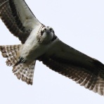 おじさんの小さな冒険