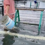 【衝撃映像】ベトナム女子「日本の道路に魚を取り放題なぜですか？」(ﾊﾟｼｬｯ