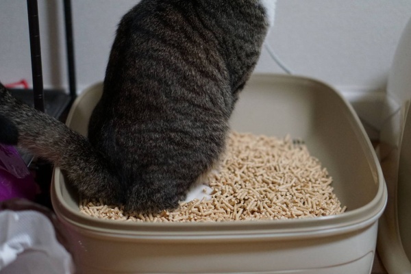 ねことアパートと1人暮らし～とらやんとおらと～ - 膀胱炎