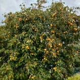 『秋のクラフトビネガー』の画像