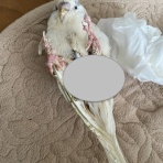 きゅるきゅるインコの日記