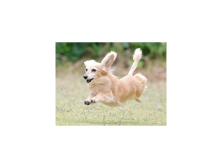 5-31-3　渡部　キラちゃん　12歳　南あわじドッグラン・飛行犬撮影所にて
