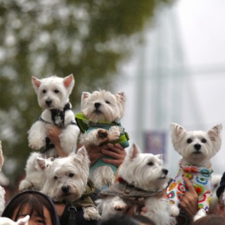 たかシェフのおうちごはん。と、白い犬。と、チワワ。