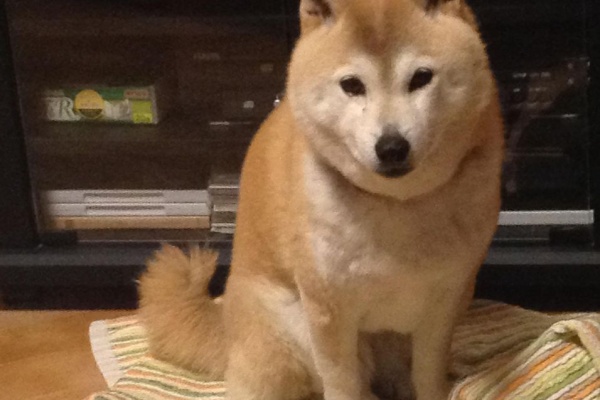 いぬねこ動物集会所 15