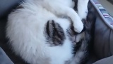 ワイんちの猫、寝相がキモい…（※画像あり）