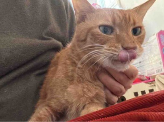 荒波のベテラン子猫　20251119