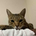 イケメンベネリ君