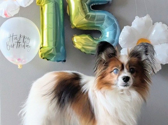 【15歳になりました】