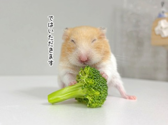 今日のプリン(11/7追記)