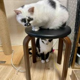 『ケンカの予感』の画像