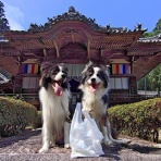 ひろいびと 清掃登山犬達と三重県の山ゴミ拾い清掃活動記録