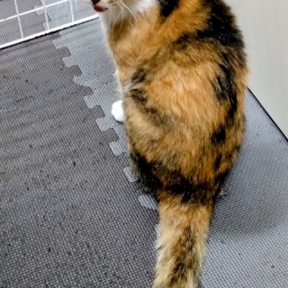 公園のネコたち